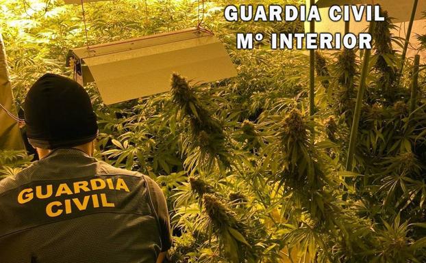 Detenidas tres personas tras intervenir 167 plantas de marihuana en una vivienda de Roquetas