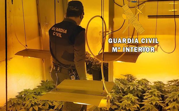 Tres detenidos en Roquetas por tener una plantación de marihuana en su vivienda