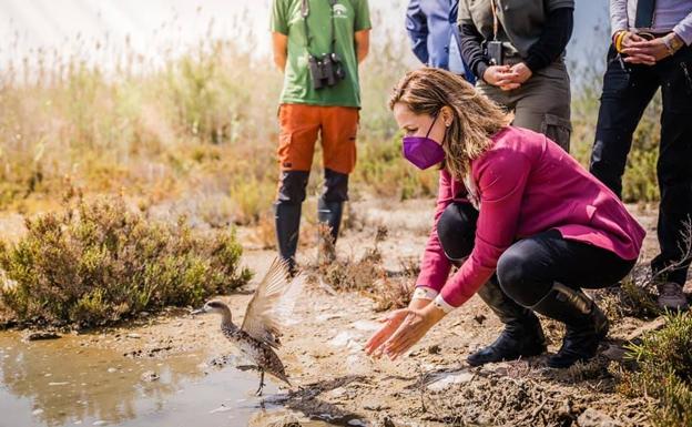 Punta Entinas, territorio clave contra la extinción de la cerceta pardilla en Andalucía