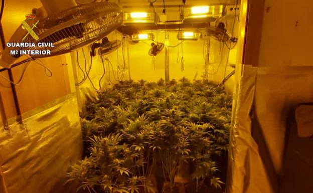 Detienen en el Parador al responsable de un cultivo de 300 matas de marihuana