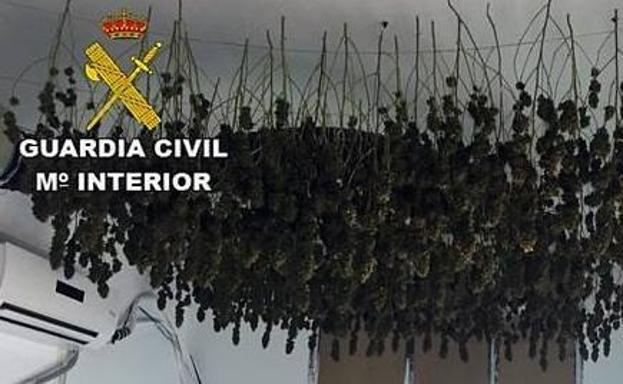 Detenido con un cultivo de 176 plantas de marihuana en una vivienda de Roquetas