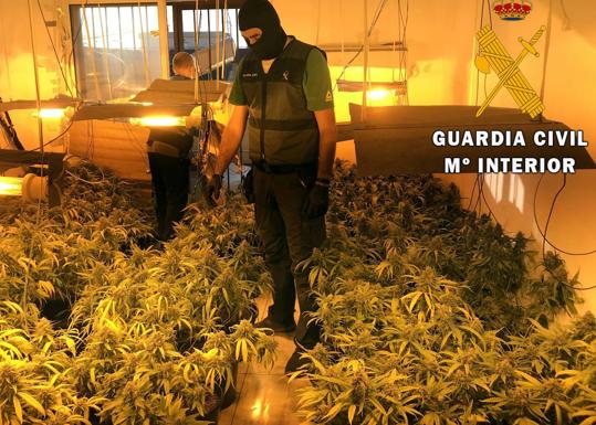 Desmantelan una plantación de marihuana en Roquetas y neutralizan seis enganches ilegales