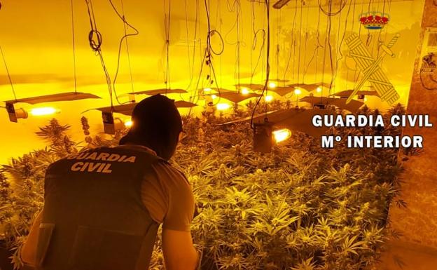 Localizan una plantación indoor con 548 plantas de marihuana y neutralizan 29 enganches ilegales en Roquetas