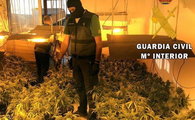 Detenidos padre e hija tras desmantelarse una plantación de marihuana en una vivienda en Roquetas