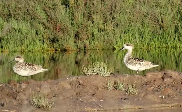 El pato más amenazado de Europa echa raíces en la Ribera de la Algaida