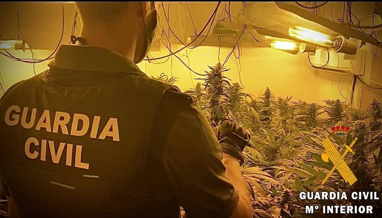 La Guardia Civil desarticula un cultivo indoor con 177 plantas de marihuana en Roquetas