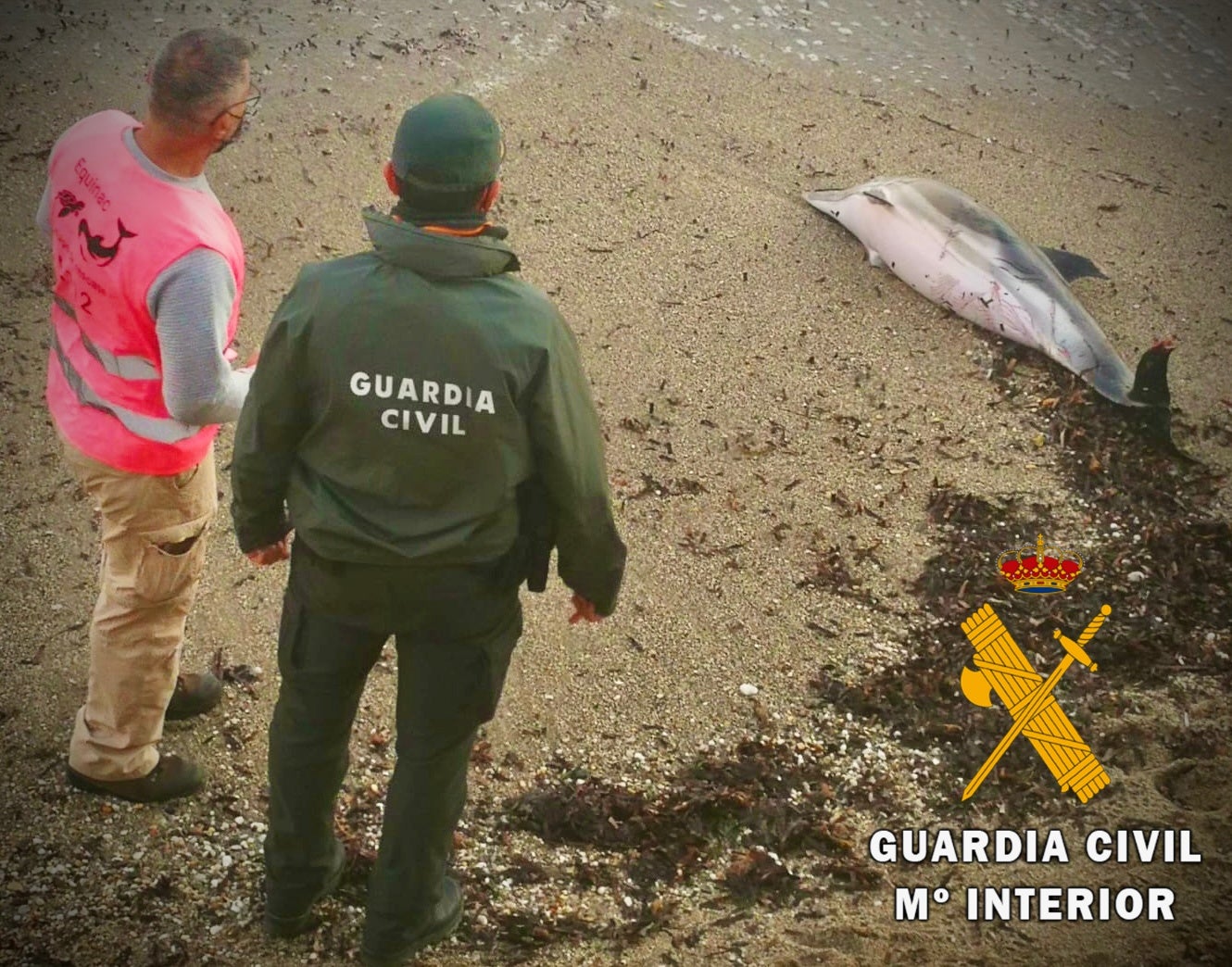 Aparece varado en la playa de Roquetas un delfín