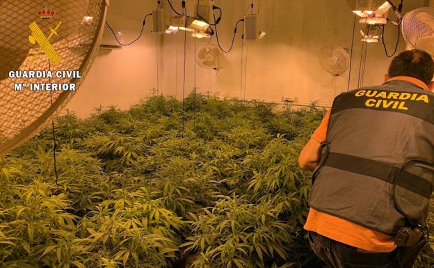 Detenidas cuatro personas tras intervenir cerca de 400 plantas de marihuana en una vivienda de Vícar