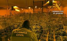 La Guardia Civil interviene 426 plantas de marihuana en dos viviendas de Roquetas de Mar