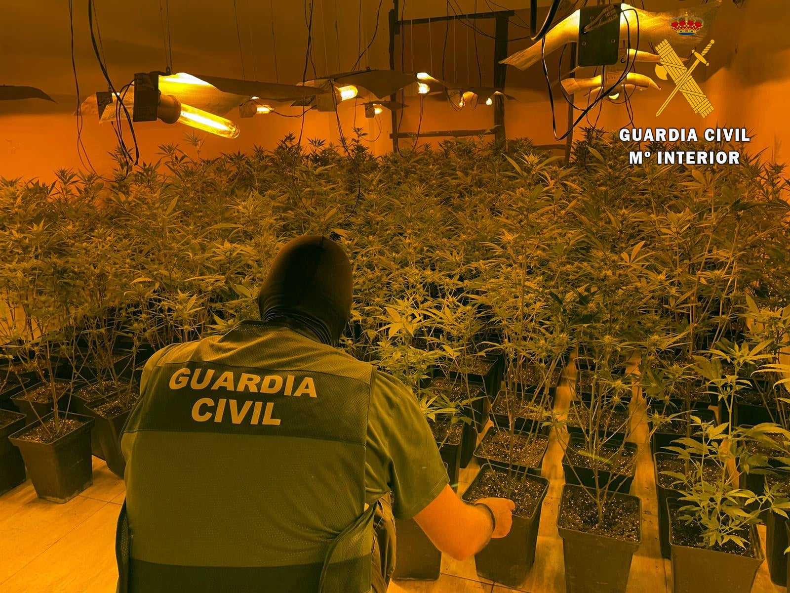 La Guardia Civil interviene 426 plantas de marihuana en dos viviendas de Roquetas de Mar