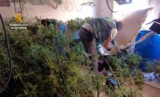 La Guardia Civil interviene 560 plantas de marihuana en una plantación de Roquetas de Mar