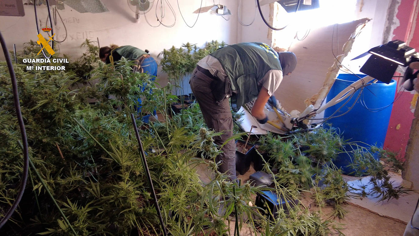 La Guardia Civil interviene 560 plantas de marihuana en una plantación de Roquetas de Mar