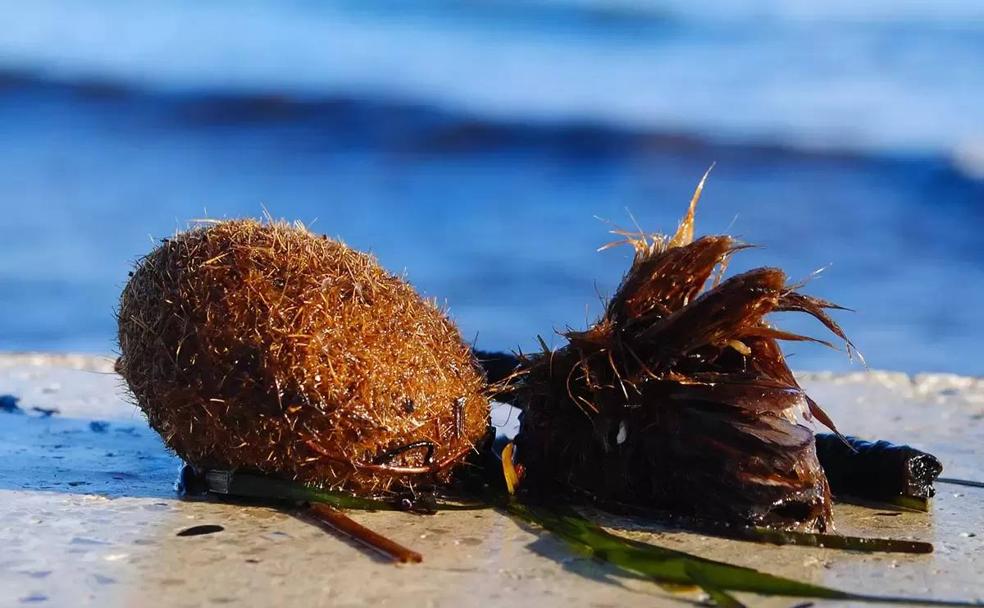 Un viajero en la Roquetas del siglo XIX: la Algaida y los recursos de la mar