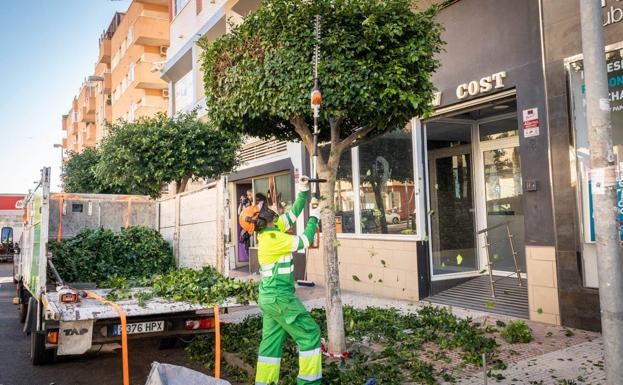Dos empresas se encargan esta temporada de la poda de todos los árboles del municipio