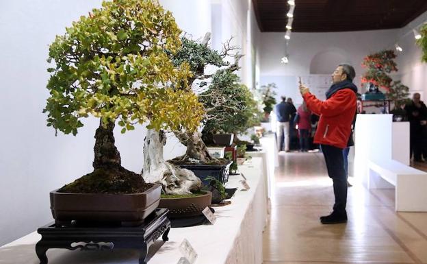 Naturaleza y olivos en miniatura