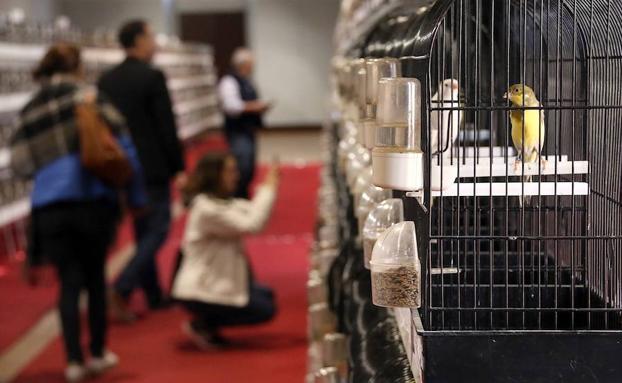 Cerca de 1.200 canarios reunidos en una misma sala