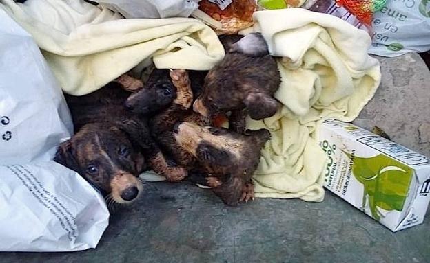 Seis cachorros de galgo fueron arrojados vivos a un contenedor de basura