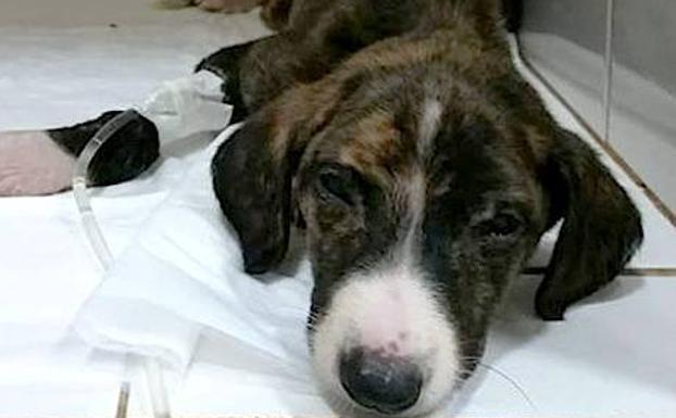 Fallecen cinco de los seis cachorros que fueron encontrados en un contenedor de basura
