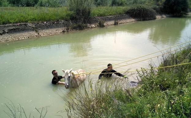 Los Bomberos de Úbeda rescataron a un caballo que había caído en una acequia
