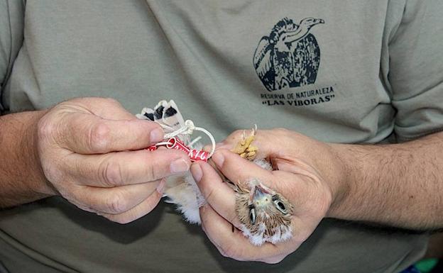 Anillamiento científico de los pollos de cernícalo primilla que habitan en la Torre del Reloj