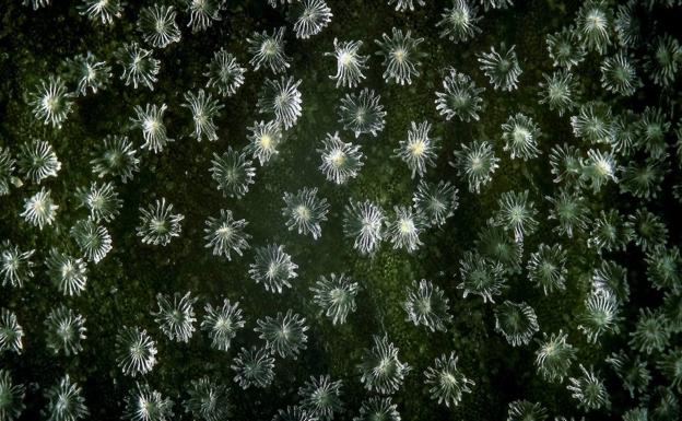 Fotografías científicas convertidas en arte