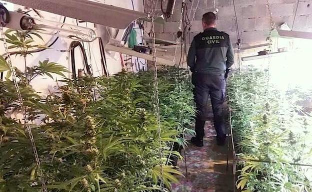 Incautadas 308 plantas de marihuana en dos plantaciones a las afueras de Úbeda