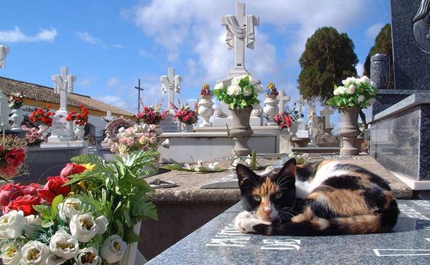 Puesta a punto del cementerio y sus alrededores para este puente de Todos los Santos