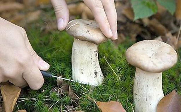 Aficionados a la micología piden que les permitan recoger setas
