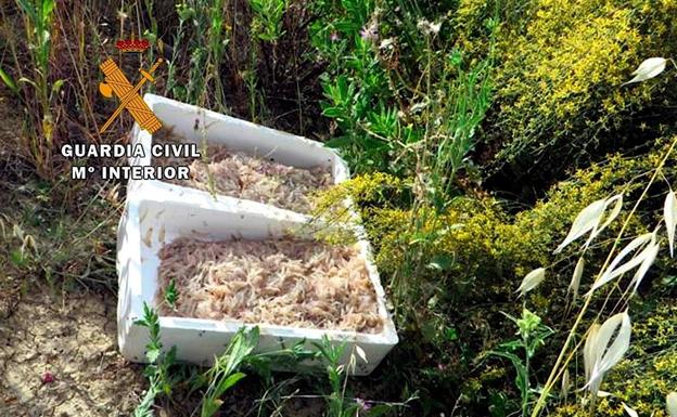 Intervenidas dos cajas de pescado inmaduro en un coche que sufrió un accidente entre Úbeda y Baeza