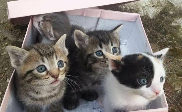 'Gatetes' se enfrenta a graves situaciones de maltrato animal de forma frecuente
