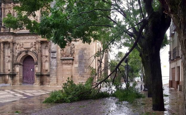 Caída de ramas y tejas por las fuertes rachas de viento y lluvia