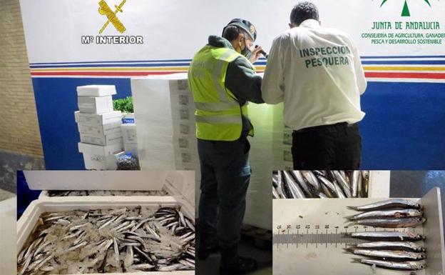La Guardia Civil incauta 600 kilos de boquerón en el mercado mayorista de Úbeda