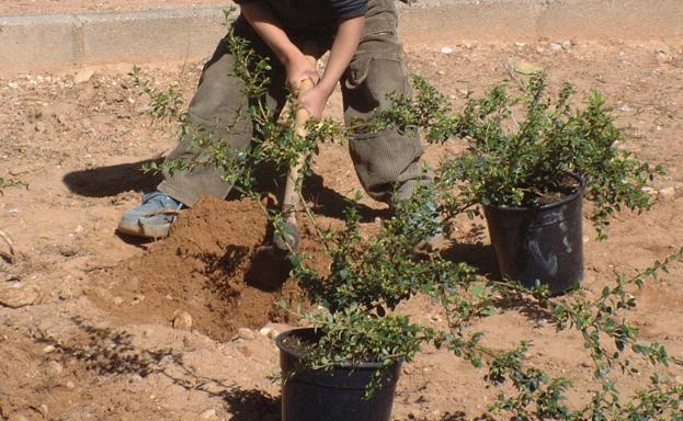 Actividades para celebrar el Día Mundial del Medio Ambiente