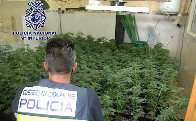 Desmantelado en Úbeda otro punto de venta de droga en el que había 237 plantas de marihuana