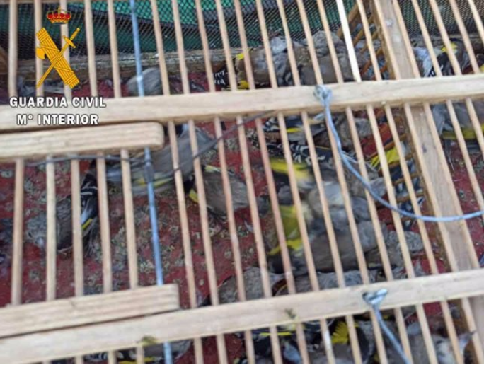 Investigados tres individuos en Úbeda por caza de aves mediante técnicas prohibidas