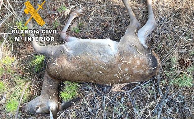 Investigan a cuatro vecinos de Úbeda por caza furtiva