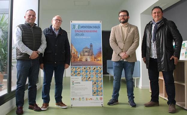 La ciudad acogerá un campeonato regional de palomas buchonas
