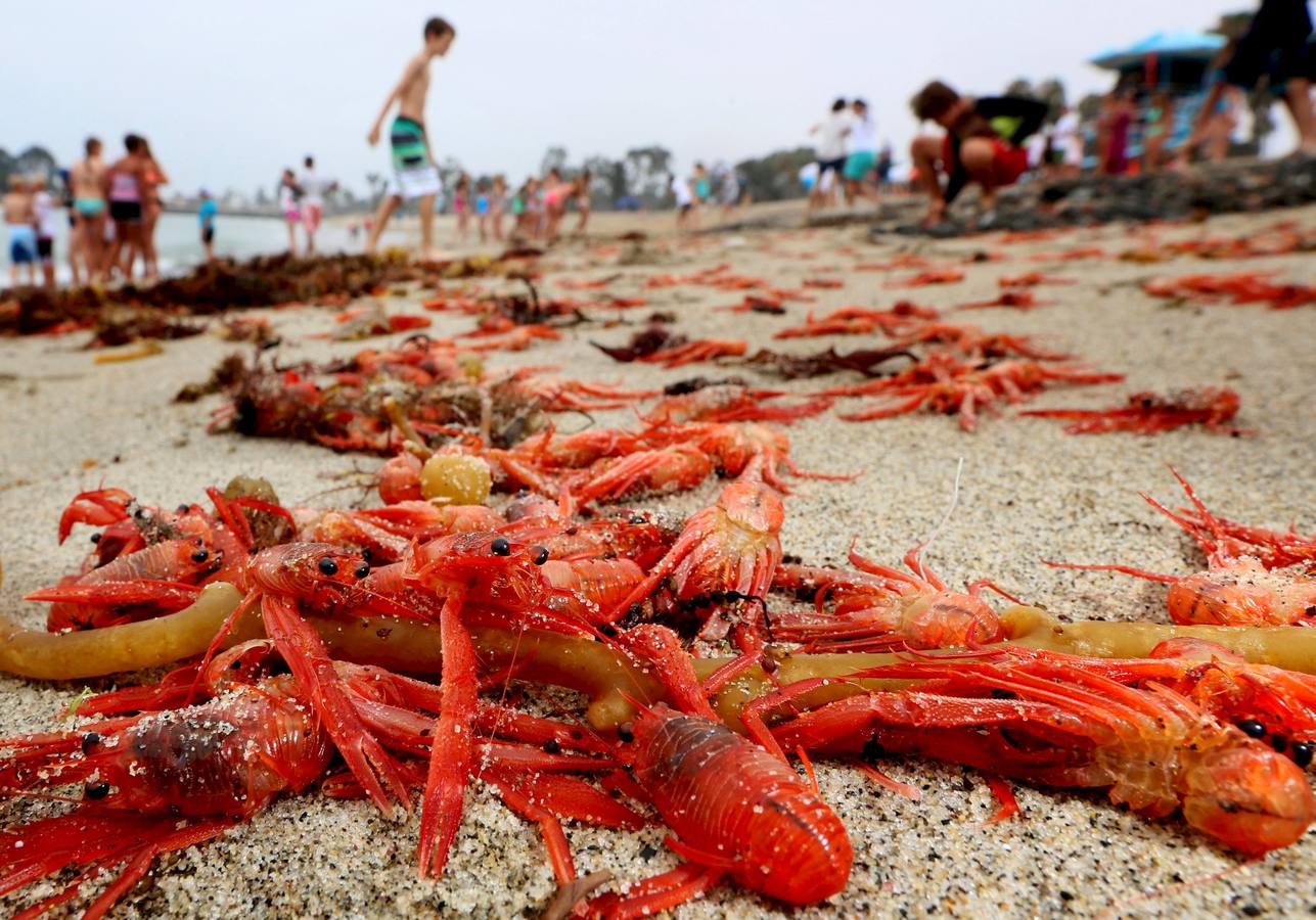 Miles de cangrejos de atún rojo invaden la costa en Dana Point (California)