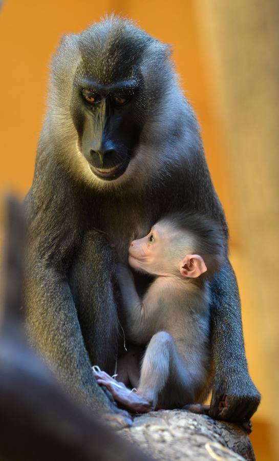 El primer mes de Pinto en el zoo