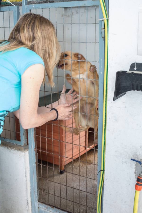 La Protectora de Animales de Granada cierra por primera vez en 70 años
