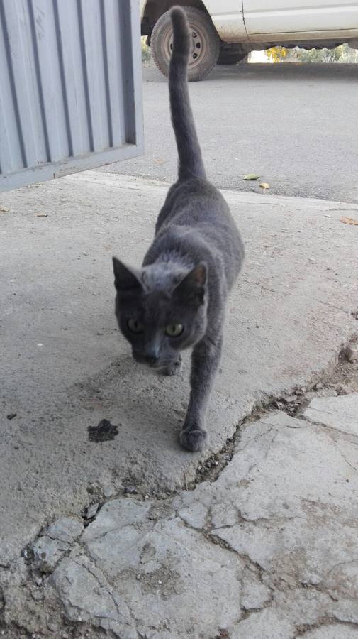 Aparecen cinco gatos muertos en Cárchel