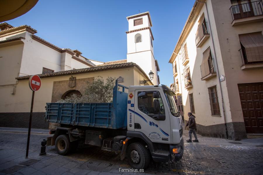 El olivo de 'El Huerto'