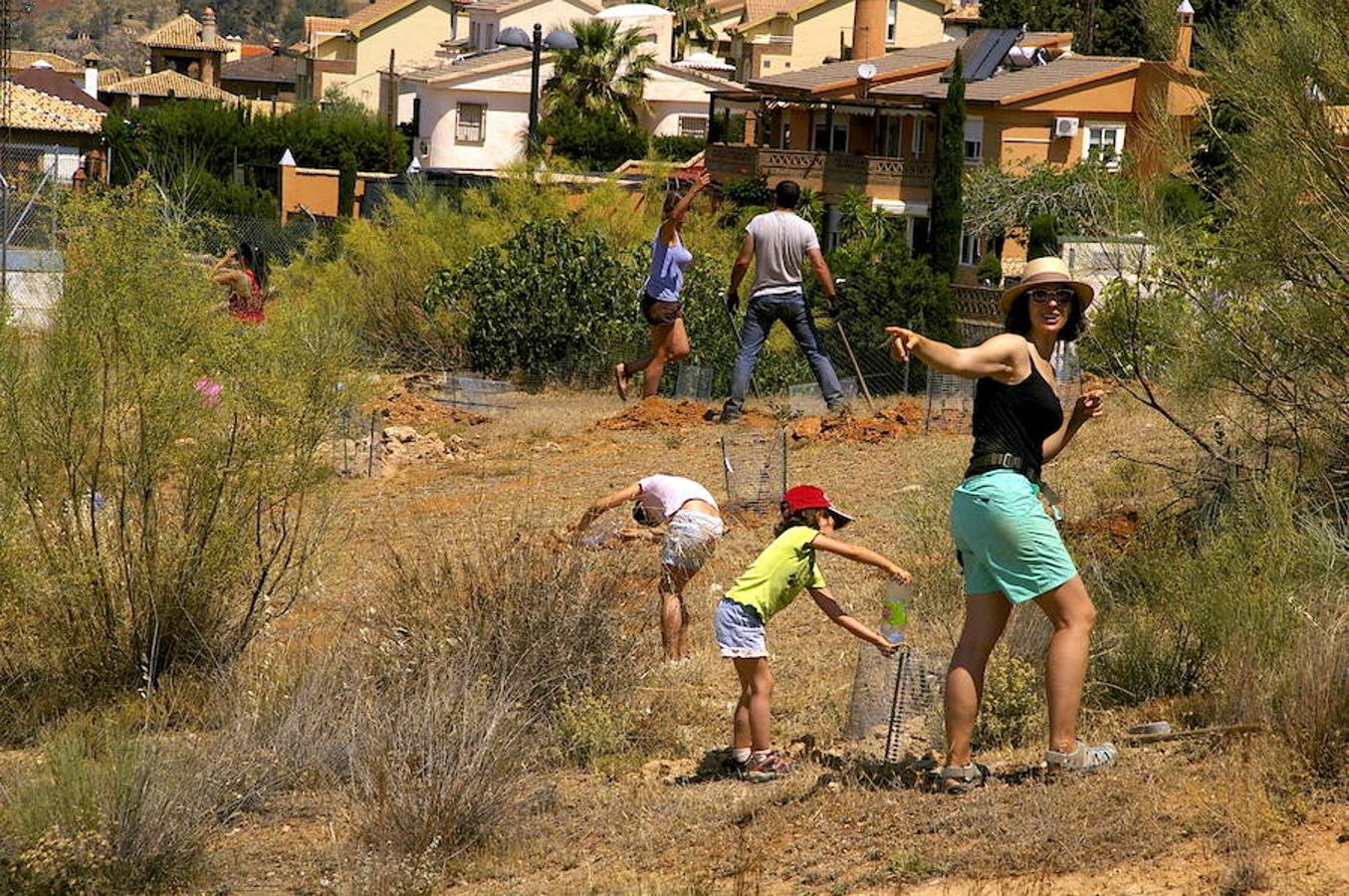 Reforestación de Los Neveros
