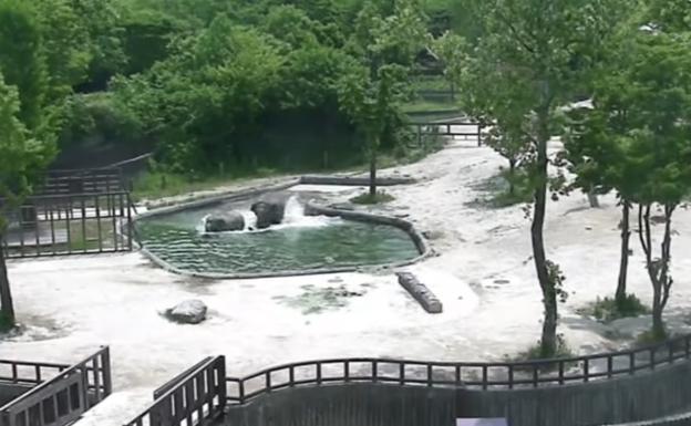 Un bebé elefante cae en un estanque y sus padres corren rápidamente a salvarlo