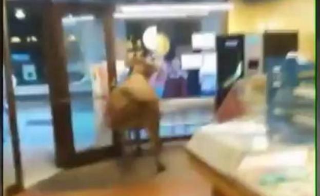 Se cuela una vaquilla en una panadería de Hernani durante los encierros de San Juan