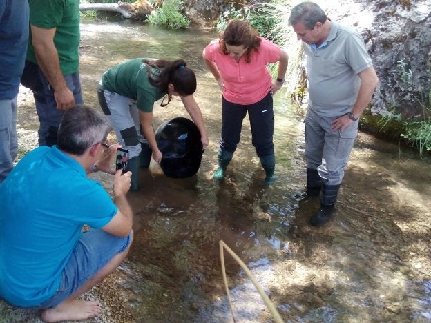 Liberan cinco mil ejemplares de trucha común en el río Guadalentín
