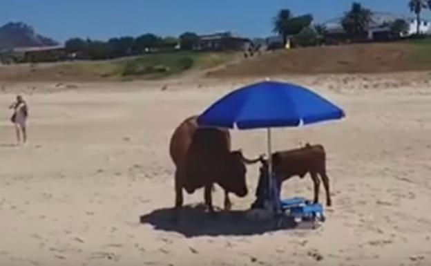 Una vaca y su cría se apoderan de una sombrilla para resguardarse del sol en una playa de Cádiz