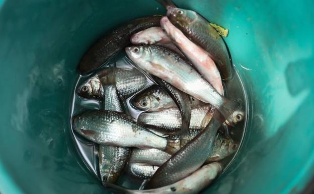 Alertan contra un peligroso plato de pescado que causa cáncer con comerlo una sola vez