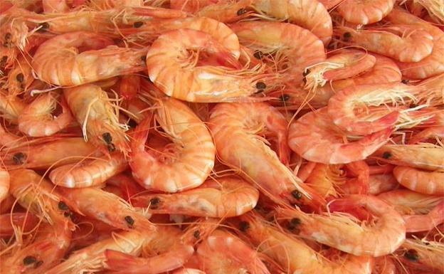 Aviso a los españoles: no coman langostino de Mozambique