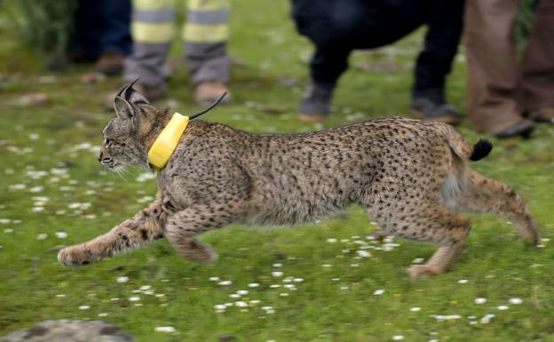 Muere atropellado un lince en la A-4 a la altura de Santa Elena, el quinto en 2017